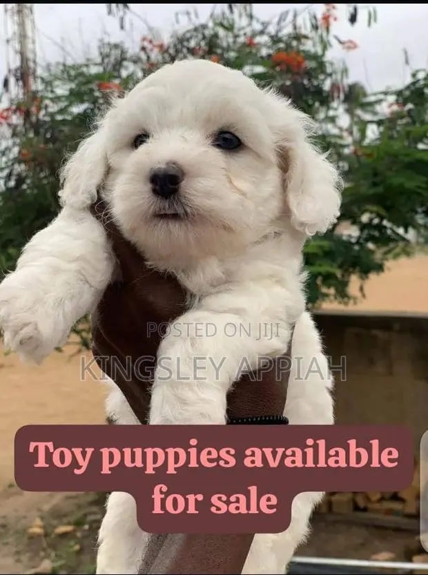 1-3 months Male Purebred Poodle · Photo 1