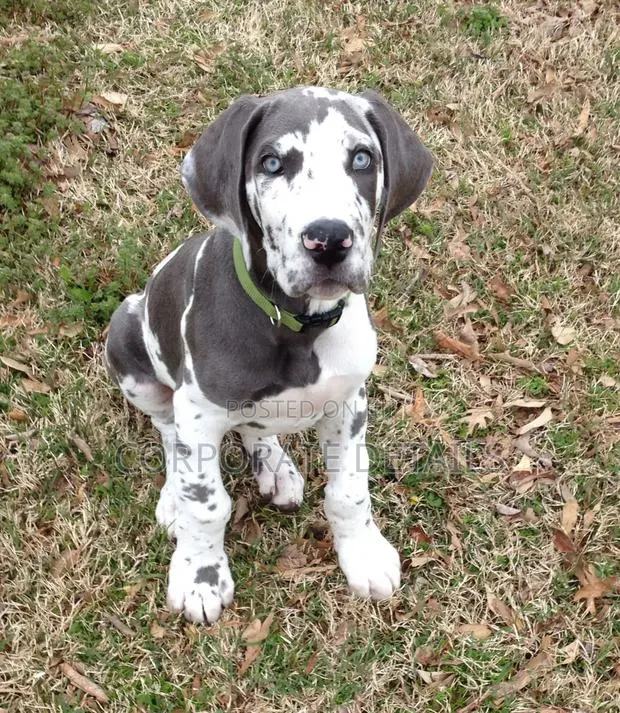 1-3 months Male Purebred Great Dane · Photo 1