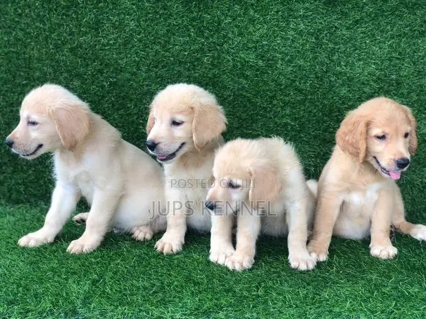 1-3 months Female Purebred Golden Retriever · Photo 1