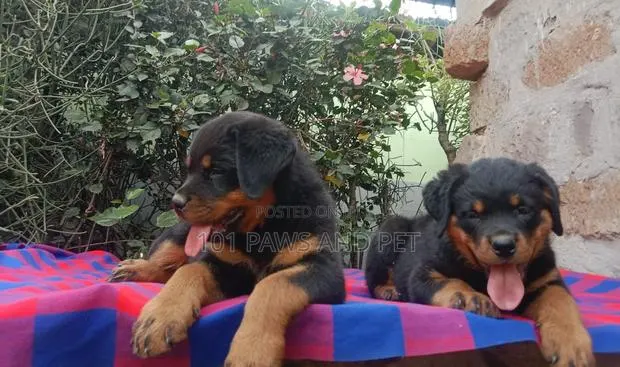 1-3 months Male Purebred Rottweiler · Photo 1