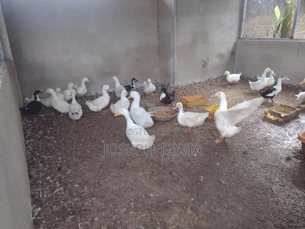 Ducks for Sale · Photo 1
