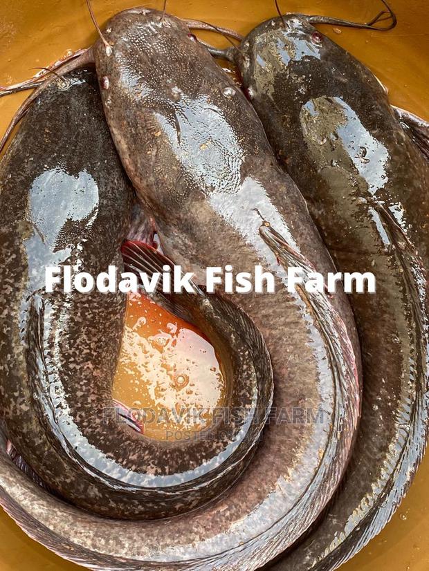 Big Size Catfish Tablesize (Per Kg)