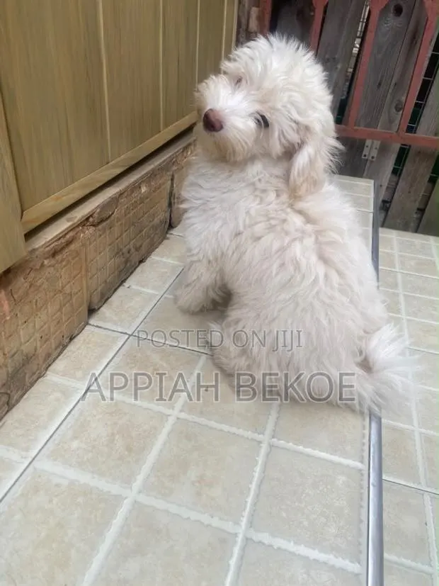 0-1 month Male Mixed Breed Poodle · Photo 1