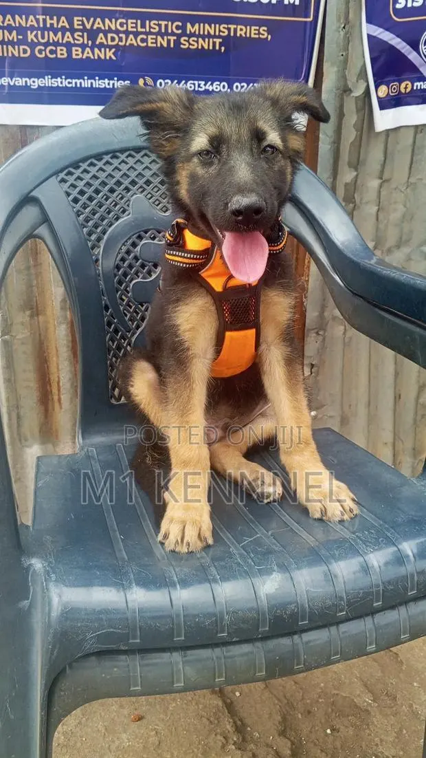 1-3 months Male Purebred German Shepherd