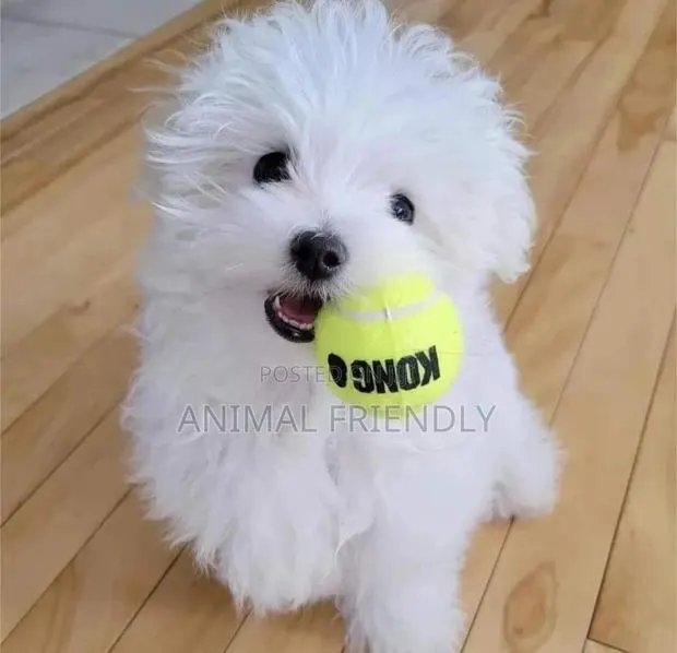1-3 months Male Purebred Poodle · Photo 1