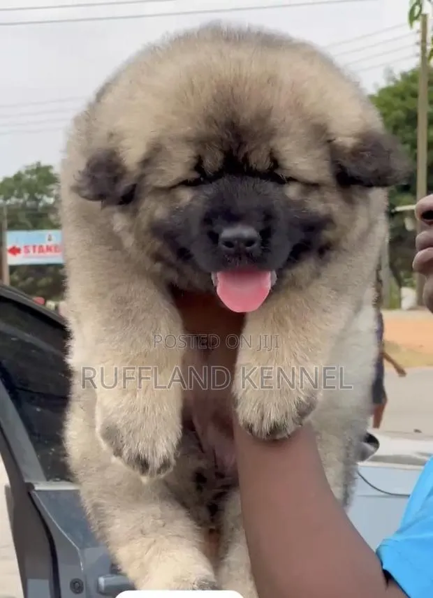 1-3 months Female Purebred Caucasian Shepherd · Photo 1