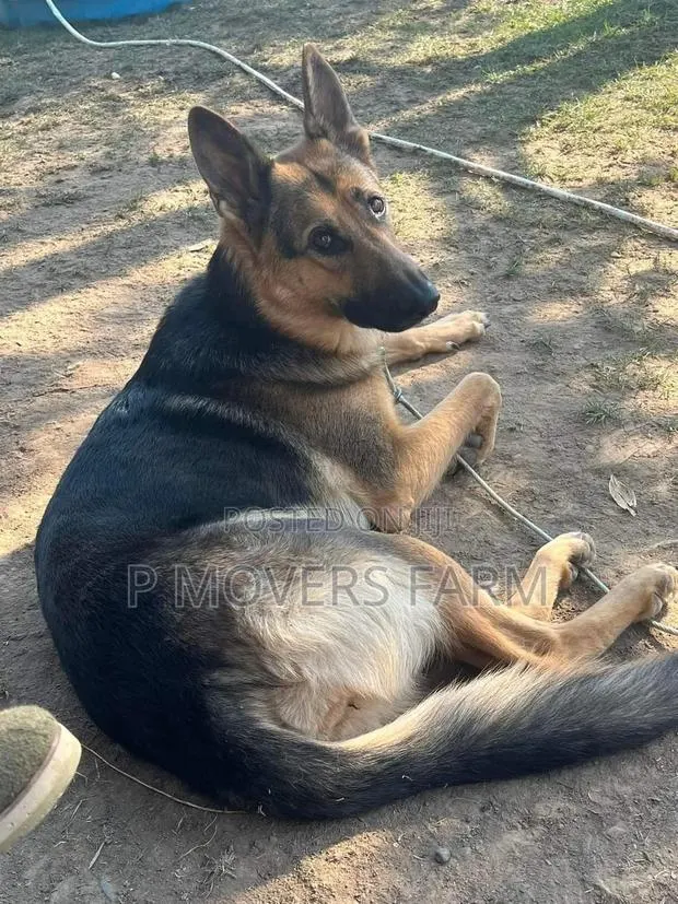 1-3 months Female Purebred German Shepherd · Photo 1