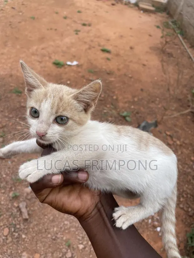 1-3 months Female Mixed Breed Cat · Photo 1