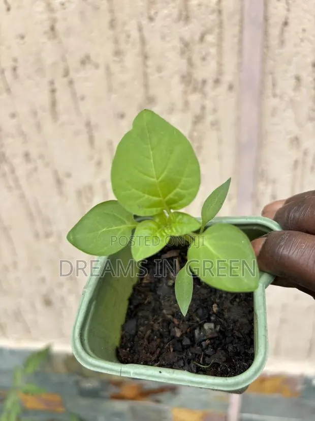 Pepper Seedlings “Aji Manjo” · Photo 1
