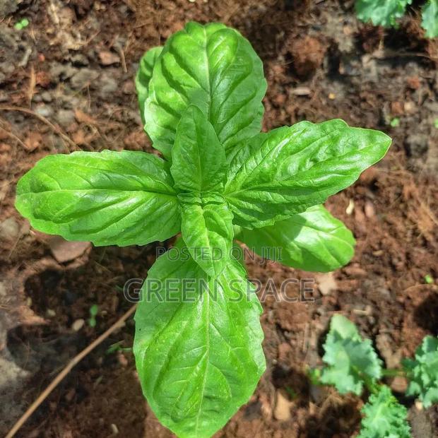 Lettuce Leaf Basil Seedling · Photo 2