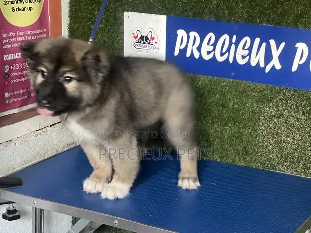 1-3 months Female Purebred Caucasian Shepherd · Photo 1