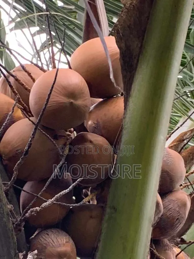 Golden,Yellow and Green Hybrid Coconut Seedlings of High Quality · Photo 1