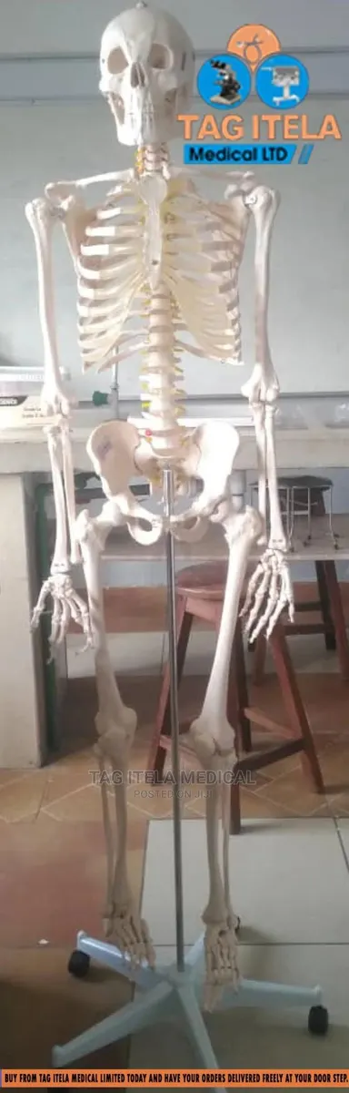 Skeleton Model (85cm) · Photo 3