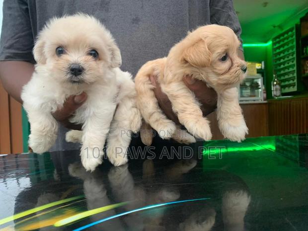 1-3 months Female Purebred Poodle · Photo 1