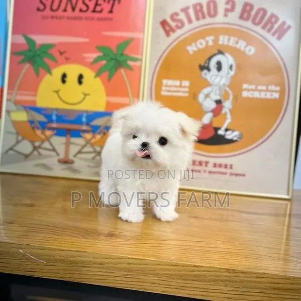 1-3 months Female Purebred Lhasa Apso · Photo 1