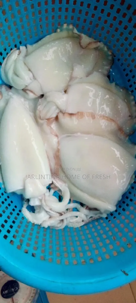 Fresh Squid/ Octopus · Photo 1