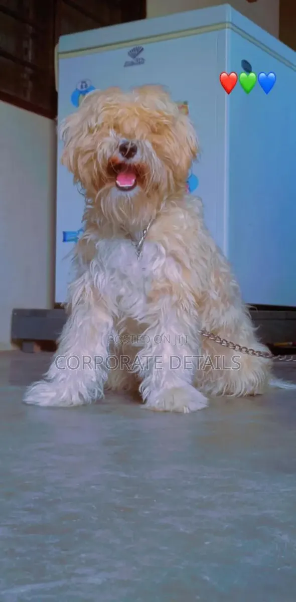 1-3 months Female Purebred Maltese · Photo 1
