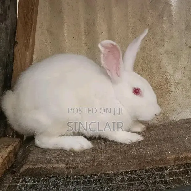 Matured Female New Zealand Rabbits · Photo 2