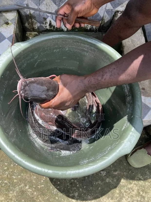 Full Catfish · Photo 1