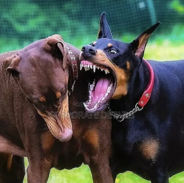 1+ year Male Purebred Doberman Pinscher · Photo 1
