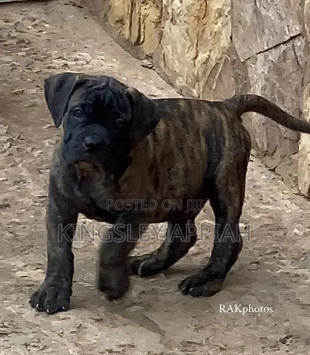 1-3 months Male Purebred Boerboel · Photo 1
