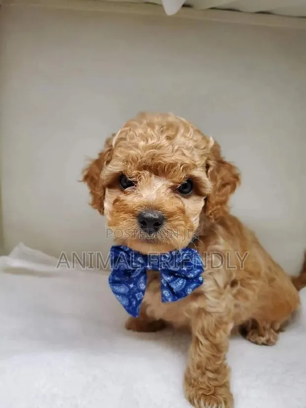 1-3 months Male Purebred Poodle · Photo 1