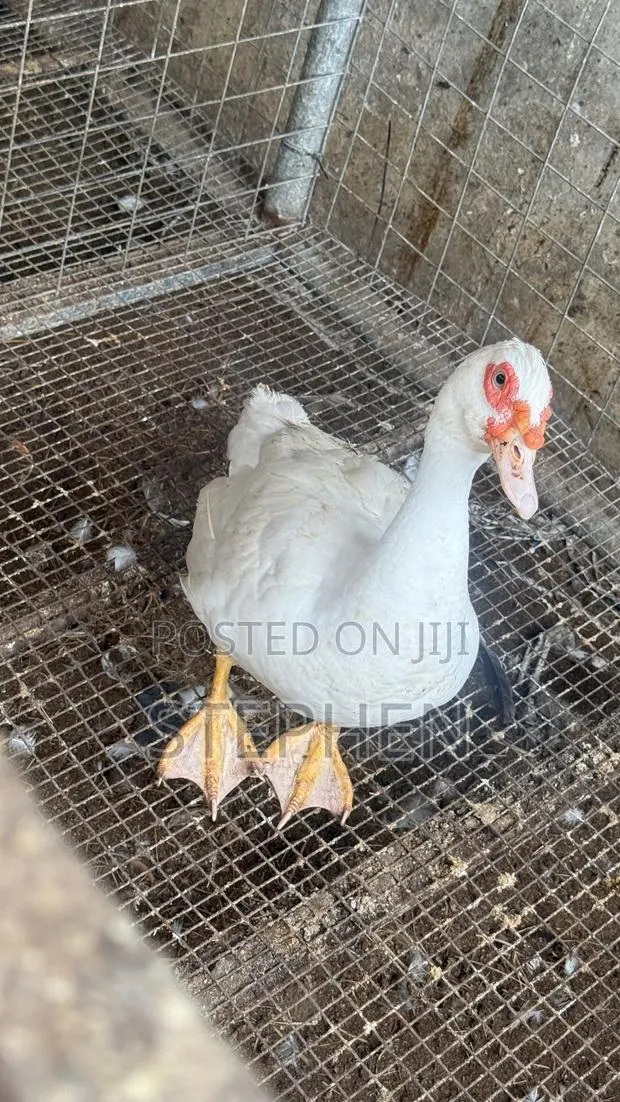 Ducks for Sale · Photo 1