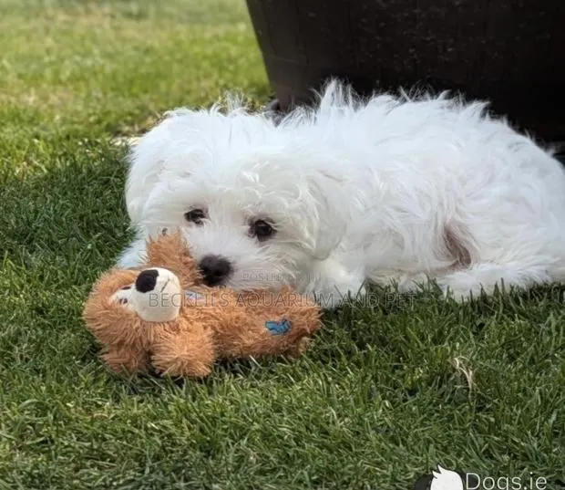 1-3 months Female Purebred Maltese · Photo 1
