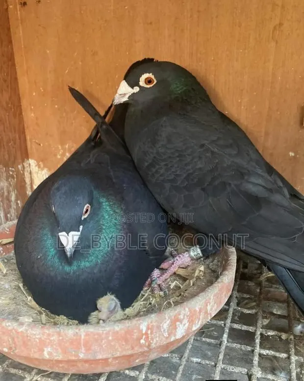 Purely Black Dove · Photo 1