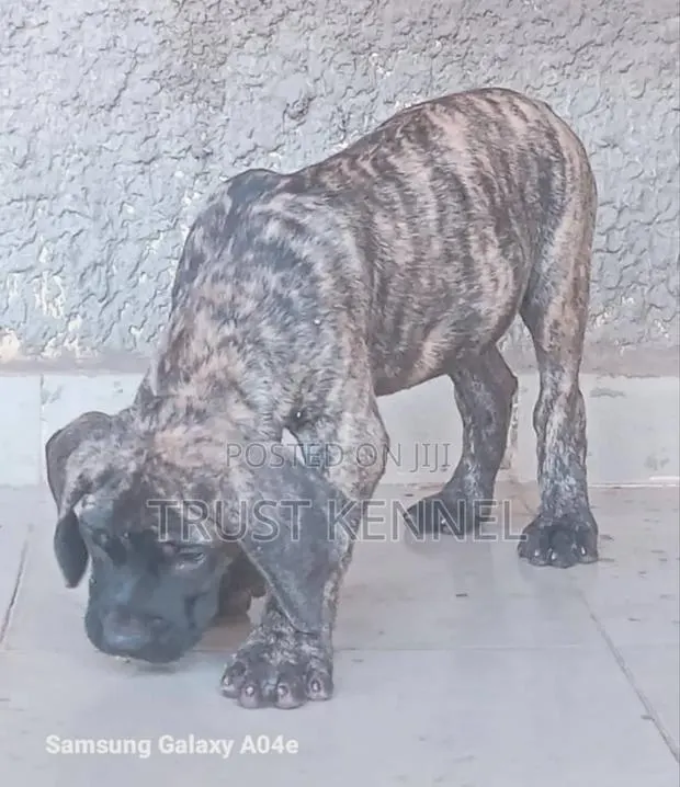 1-3 months Female Purebred Boerboel · Photo 1