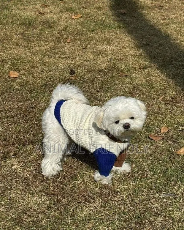 1-3 months Female Purebred Poodle · Photo 1