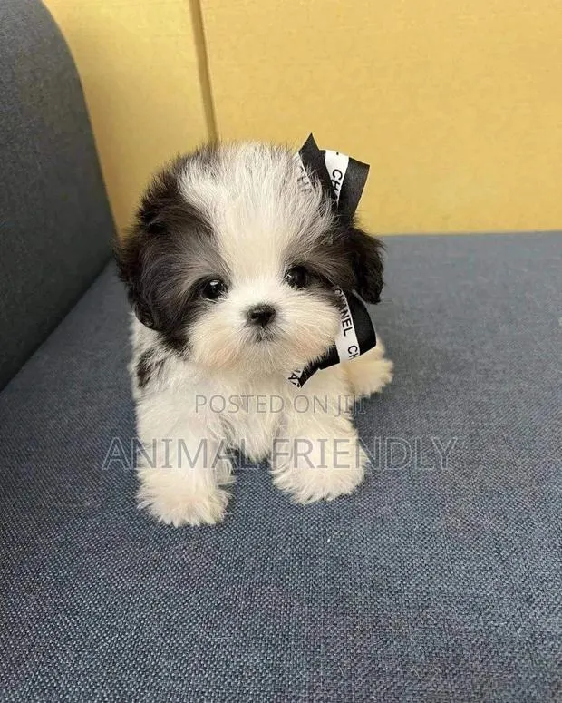 1-3 months Male Purebred Poodle · Photo 1