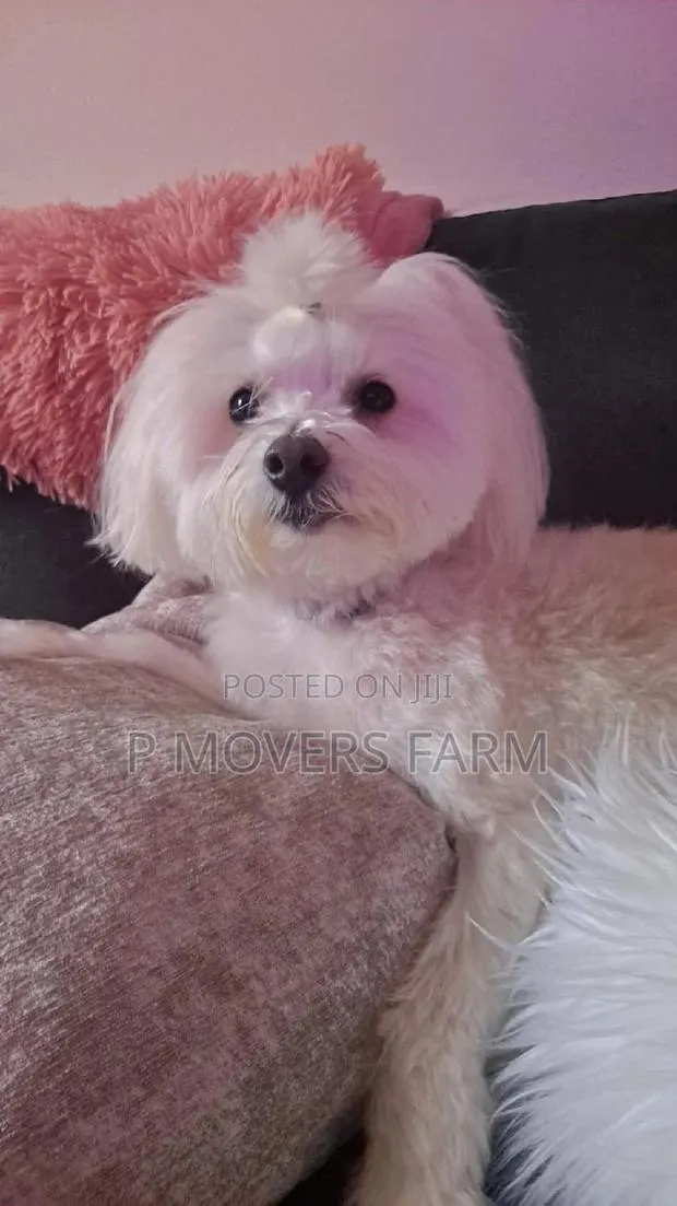 1-3 months Male Purebred Maltese · Photo 1