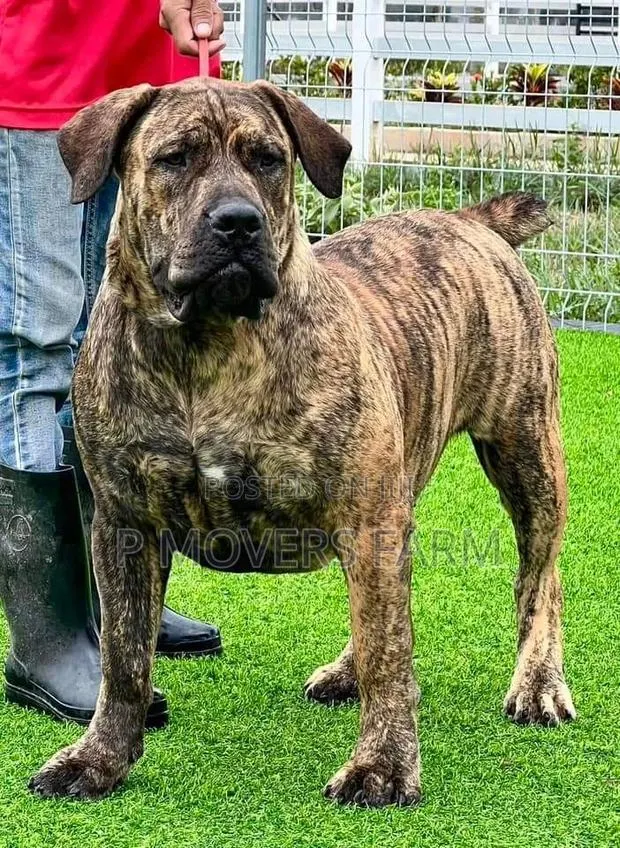 1-3 months Male Purebred Boerboel · Photo 1