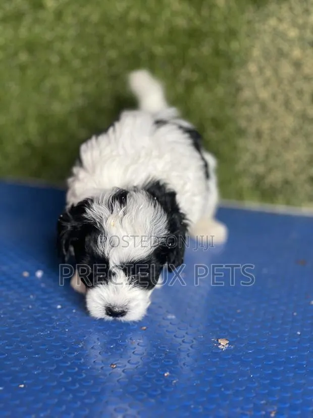 1-3 months Male Purebred Poodle · Photo 4