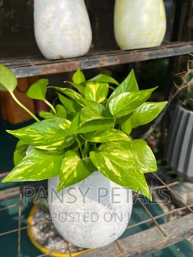 Mini Table Top Flower for Sale · Photo 1