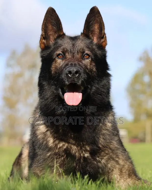 1+ year Male Purebred German Shepherd · Photo 1