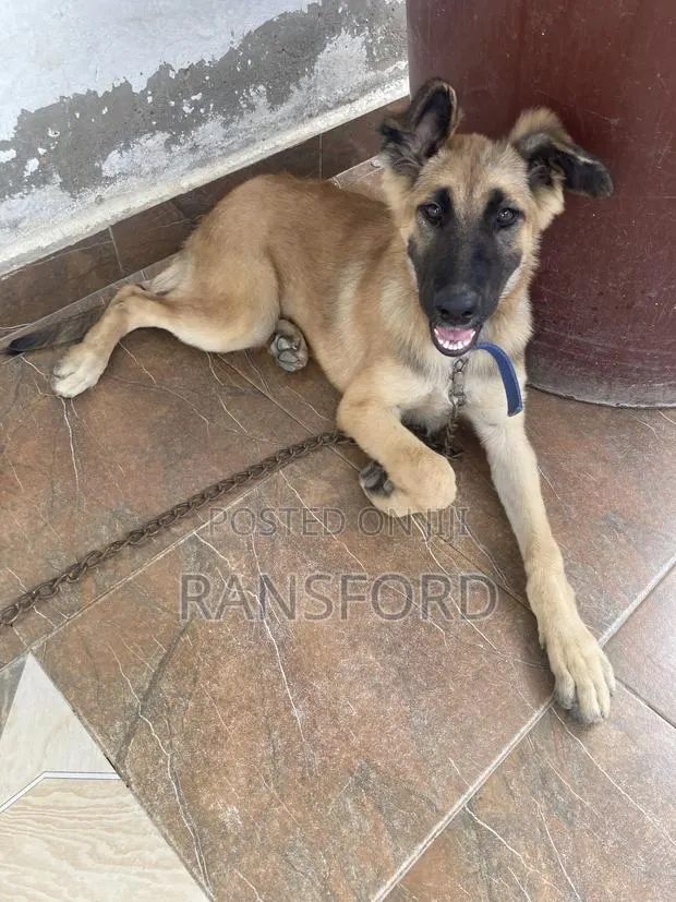 3-6 months Female Purebred German Shepherd · Photo 1