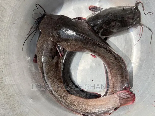 Strong and Neat Catfishes · Photo 1