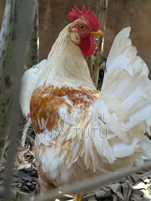 Big Local Male Fowl · Photo 1