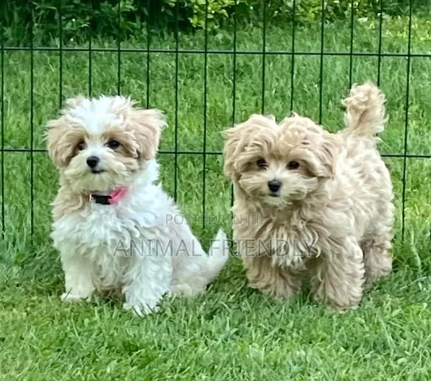 1-3 months Female Purebred Maltese · Photo 1