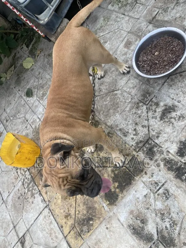 1+ year Female Purebred Bulldog · Photo 1