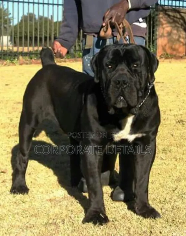 1+ year Male Purebred Boerboel · Photo 1