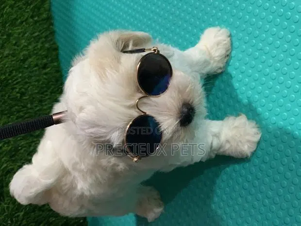 1-3 Months Male Mixed Breed Maltipoo · Photo 1