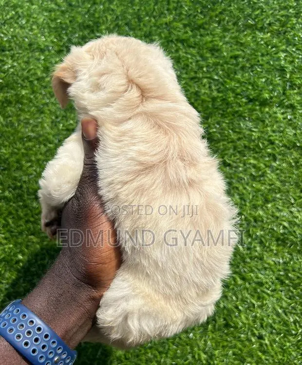 1-3 months Male Purebred Maltipoo · Photo 1