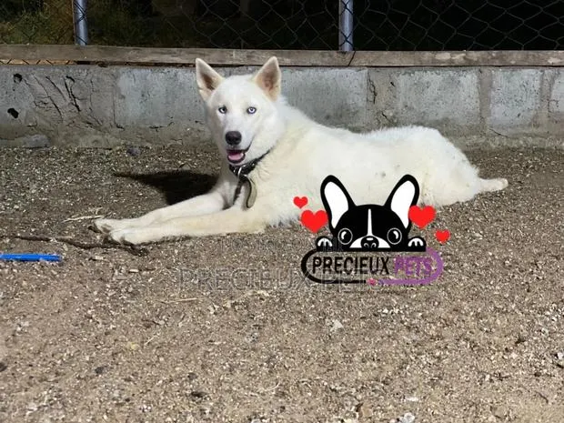 6-12 months Male Purebred Siberian Husky · Photo 1