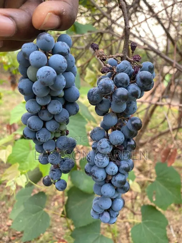 Exotic Grapes Seedless Table · Photo 2