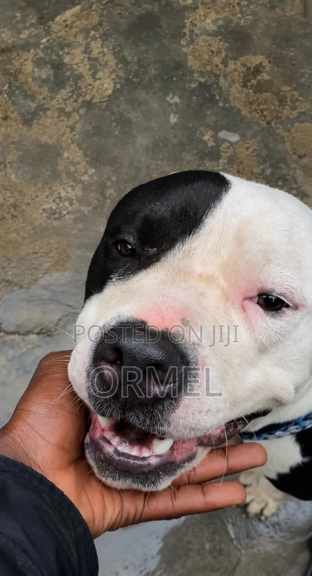 1+ year Male Purebred American Bully · Photo 1