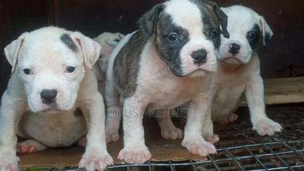 1-3 months Female Purebred American Pit Bull Terrier · Photo 1
