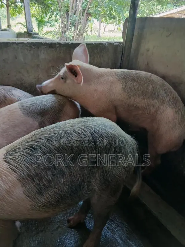 Pigs for Sale · Photo 2